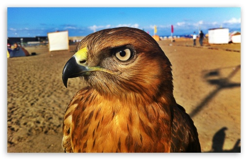 Algerian Hawk UltraHD Wallpaper for HD 16:9 ; Widescreen 16:10 5:3 ;