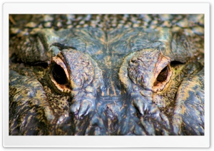Alligator Eyes Ultra HD Wallpaper for 4K UHD Widescreen desktop, tablet & smartphone