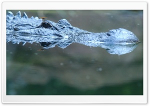 Alligator In Water Ultra HD Wallpaper for 4K UHD Widescreen desktop, tablet & smartphone
