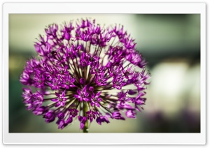 Allium Aflatunense Flower Ultra HD Wallpaper for 4K UHD Widescreen desktop, tablet & smartphone
