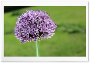 Allium Flower Ultra HD Wallpaper for 4K UHD Widescreen desktop, tablet & smartphone