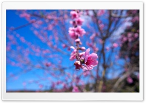 Almond Bloom Ultra HD Wallpaper for 4K UHD Widescreen desktop, tablet & smartphone