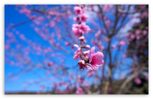 Almond Bloom UltraHD Wallpaper for HD 16:9 ; Widescreen 16:10 5:3 ; Fullscreen 4:3 5:4 3:2 ; Tablet 1:1 ; Mobile 3:5 3:4 ;