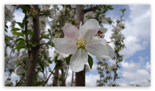 Almond Bloom UltraHD Wallpaper for 8K UHD TV 16:9 Ultra High Definition 2160p 1440p 1080p 900p 720p ;