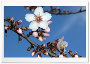 Almond Blossom Ultra HD Wallpaper for 4K UHD Widescreen desktop, tablet & smartphone