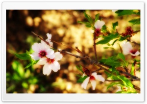 Almond Blossom Borujerd Ultra HD Wallpaper for 4K UHD Widescreen desktop, tablet & smartphone