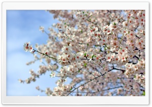 Almond Blossoms Ultra HD Wallpaper for 4K UHD Widescreen desktop, tablet & smartphone