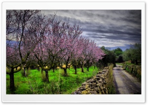 Almond Orchard HDR Ultra HD Wallpaper for 4K UHD Widescreen desktop, tablet & smartphone
