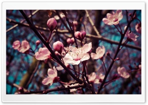 Almond Tree Blossom Ultra HD Wallpaper for 4K UHD Widescreen desktop, tablet & smartphone