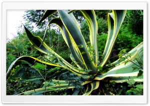 Aloe Ultra HD Wallpaper for 4K UHD Widescreen desktop, tablet & smartphone