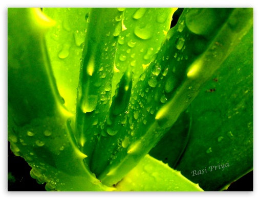 Aloe Vera UltraHD Wallpaper for Fullscreen 4:3 ;