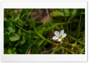 Alone 4K UHD Wallpaper for Widescreen and UltraWide Desktop, UltraHD TV, Smartphone, Tablet