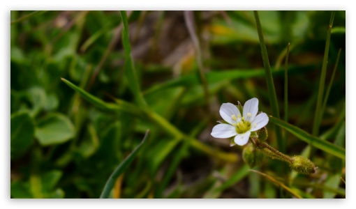 Alone UltraHD Wallpaper for UHD 16:9 ; HD 16:9 ;