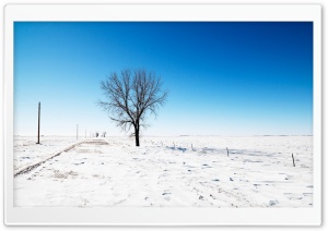 Alone In Snow Ultra HD Wallpaper for 4K UHD Widescreen desktop, tablet & smartphone