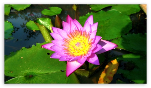 alone purple lotus UltraHD Wallpaper for 8K UHD TV 16:9 Ultra High Definition 2160p 1440p 1080p 900p 720p ;