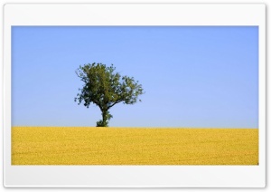 Alone Tree HD Ultra HD Wallpaper for 4K UHD Widescreen desktop, tablet & smartphone