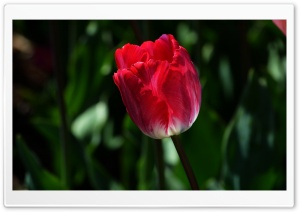 Alone Tulip Ultra HD Wallpaper for 4K UHD Widescreen desktop, tablet & smartphone