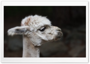 Alpaca Sheared Ultra HD Wallpaper for 4K UHD Widescreen desktop, tablet & smartphone