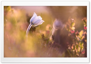 Alpine Anemone Flower Depth of Field DOF Ultra HD Wallpaper for 4K UHD Widescreen desktop, tablet & smartphone