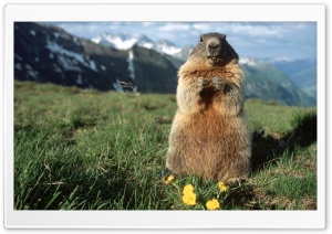 Alpine Marmot Hohe Tauern National Park Austria Ultra HD Wallpaper for 4K UHD Widescreen desktop, tablet & smartphone