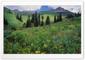 Alpine Meadow Of Sneezeweed Colorado Ultra HD Wallpaper for 4K UHD Widescreen desktop, tablet & smartphone