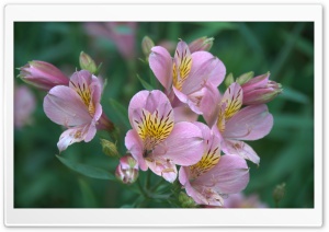 Alstroemeria Ultra HD Wallpaper for 4K UHD Widescreen desktop, tablet & smartphone