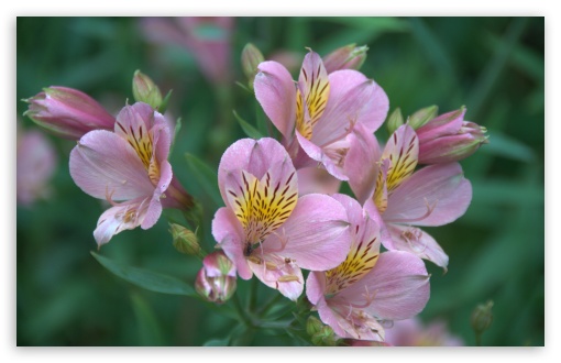 Alstroemeria UltraHD Wallpaper for Wide 16:10 5:3 Widescreen WHXGA WQXGA WUXGA WXGA WGA ; 8K UHD TV 16:9 Ultra High Definition 2160p 1440p 1080p 900p 720p ; Standard 4:3 5:4 3:2 Fullscreen UXGA XGA SVGA QSXGA SXGA DVGA HVGA HQVGA ( Apple PowerBook G4 iPhone 4 3G 3GS iPod Touch ) ; iPad 1/2/Mini ; Mobile 4:3 5:3 3:2 16:9 5:4 - UXGA XGA SVGA WGA DVGA HVGA HQVGA ( Apple PowerBook G4 iPhone 4 3G 3GS iPod Touch ) 2160p 1440p 1080p 900p 720p QSXGA SXGA ;