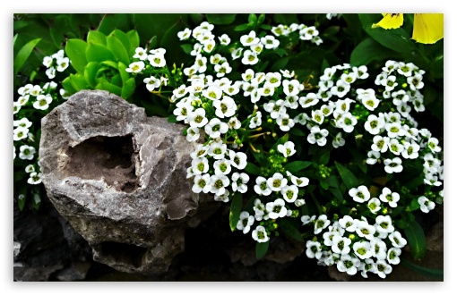 Alyssum UltraHD Wallpaper for HD 16:9 ; Widescreen 16:10 5:3 ; Fullscreen 4:3 ;