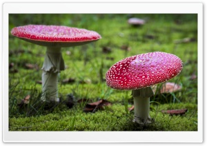 Amanita Muscaria Fly Agaric Mushrooms Ultra HD Wallpaper for 4K UHD Widescreen desktop, tablet & smartphone