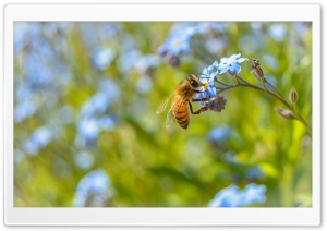 Amazing Bee Ultra HD Wallpaper for 4K UHD Widescreen desktop, tablet & smartphone
