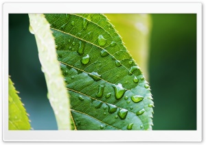 Amazing Leaf Ultra HD Wallpaper for 4K UHD Widescreen desktop, tablet & smartphone