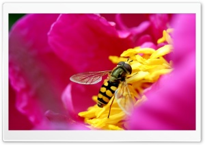 Amazing Macro Insect Ultra HD Wallpaper for 4K UHD Widescreen desktop, tablet & smartphone
