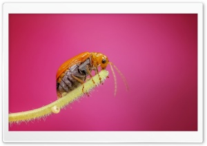 Amazing Macro Insect 1 Ultra HD Wallpaper for 4K UHD Widescreen desktop, tablet & smartphone