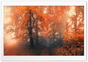 Amazing Orange Trees Ultra HD Wallpaper for 4K UHD Widescreen desktop, tablet & smartphone