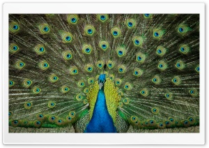 Amazing Peacock Tail Ultra HD Wallpaper for 4K UHD Widescreen desktop, tablet & smartphone