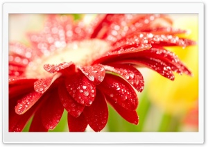 Amazing Red Flower Ultra HD Wallpaper for 4K UHD Widescreen desktop, tablet & smartphone