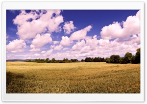 Amazing Summer Field Ultra HD Wallpaper for 4K UHD Widescreen desktop, tablet & smartphone