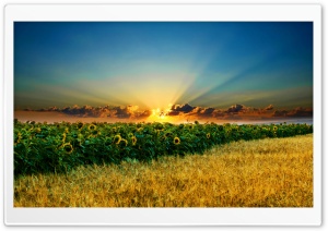Amazing Sunflowers Ultra HD Wallpaper for 4K UHD Widescreen desktop, tablet & smartphone