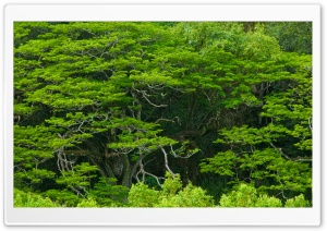 Amazing Trees, Waimea Valley, Hawaii Ultra HD Wallpaper for 4K UHD Widescreen desktop, tablet & smartphone