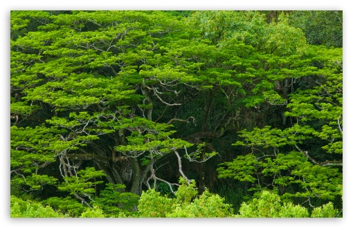 Amazing Trees, Waimea Valley, Hawaii UltraHD Wallpaper for HD 16:9 ; Widescreen 16:10 5:3 ; Fullscreen 4:3 5:4 3:2 ; Tablet 1:1 ; Mobile 3:5 3:4 ; Dual 16:10 5:3 16:9 4:3 5:4 ;