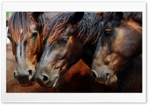 Amazing Wild Horses Ultra HD Wallpaper for 4K UHD Widescreen desktop, tablet & smartphone