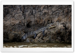 Amazon, Caiman, Mouth Open, River, Wildlife, Reptile 4K UHD Wallpaper for Widescreen and UltraWide Desktop, UltraHD TV, Smartphone, Tablet