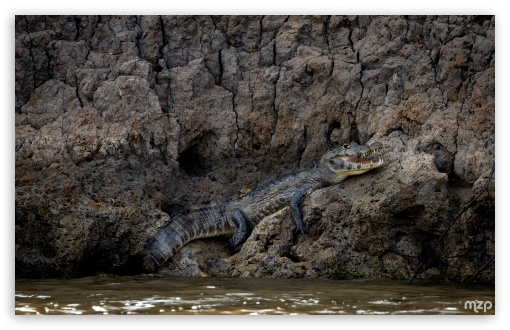 Amazon, Caiman, Mouth Open, River, Wildlife, Reptile UltraHD Wallpaper for UHD 16:9 ; HD 16:9 ; UltraWide 21:9 24:10 ; Widescreen 16:10 5:3 ; Fullscreen 4:3 5:4 3:2 ; Tablet 1:1 ; Dual 4:3 5:4 ;