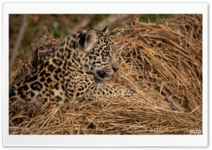 Amazon Rainforest, Jaguar Cub, Wildlife, Endangered Species, Camouflage 4K UHD Wallpaper for Widescreen and UltraWide Desktop, UltraHD TV, Smartphone, Tablet