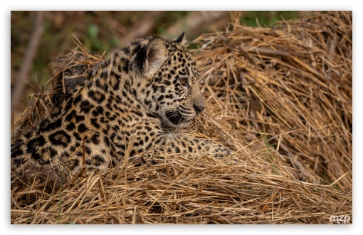 Amazon Rainforest, Jaguar Cub, Wildlife, Endangered Species, Camouflage UltraHD Wallpaper for UHD 16:9 ; HD 16:9 ; Widescreen 16:10 5:3 ; Fullscreen 4:3 5:4 3:2 ;