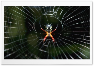 Amazon Spider Ultra HD Wallpaper for 4K UHD Widescreen desktop, tablet & smartphone