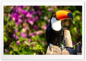 Amazon, Toucan, Bird, Tropical, Wildlife, Nature, Exotic, Habitat 4K UHD Wallpaper for Widescreen and UltraWide Desktop, UltraHD TV, Smartphone, Tablet