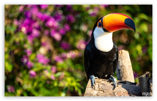 Amazon, Toucan, Bird, Tropical, Wildlife, Nature, Exotic, Habitat UltraHD Wallpaper for UHD 16:9 ; HD 16:9 ; Widescreen 16:10 5:3 ; Fullscreen 4:3 5:4 3:2 ; Tablet 1:1 ; Mobile 3:4 ;