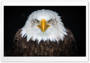 American Bald Eagle Ultra HD Wallpaper for 4K UHD Widescreen desktop, tablet & smartphone