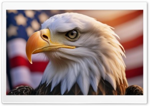 American Eagle, Fourth of July, Independence Day Ultra HD Wallpaper for 4K UHD Widescreen desktop, tablet & smartphone